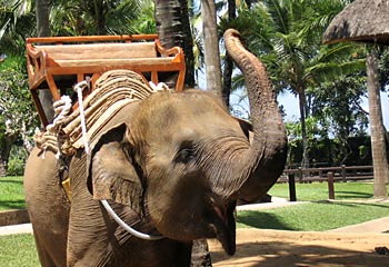 Trunk call ... rides offered at the Taro elephant park in Bali are part of a plan to save endangered Sumatran elephants / AAP