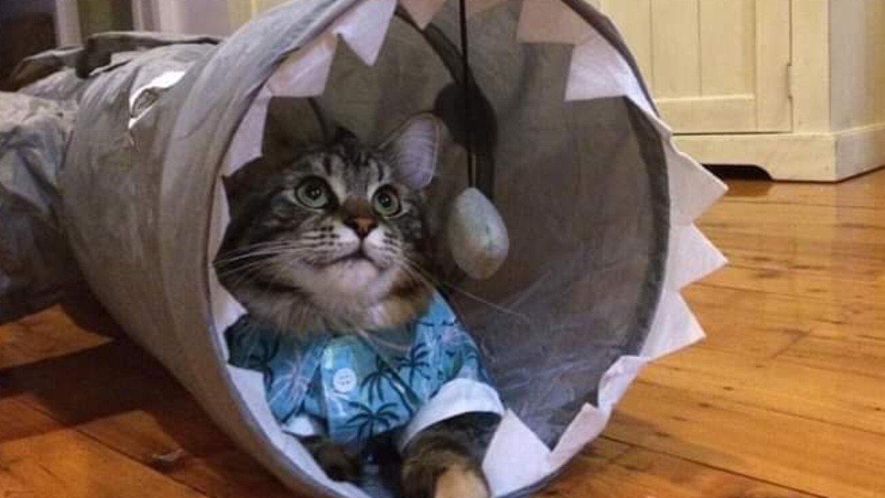 Mila shark - do do do do do do! Our little lady sporting her new Hawaiian shirt while inside her shark tunnel. Picture: Erica Leota