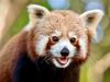 Investigation: How did Ravi the red panda escape Adelaide Zoo?