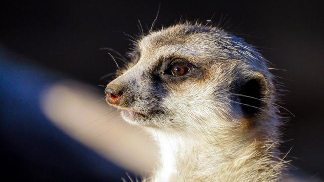 A meerkat captured with the Panasonic Leica 100-400mm lens paired with a Lumix GX8. Picture: James Tindale