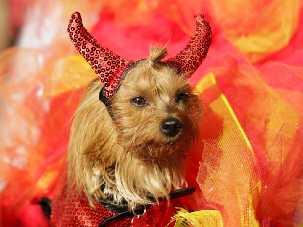 A dog in costume attends the 27th Annual Tompkins Square Halloween Dog Parade in Tompkins Square Park on October 21, 2017 in New York City. More than 500 animals wear costumes to what is known as one of the largest dog Halloween events in the USA. Picture: Getty Images.