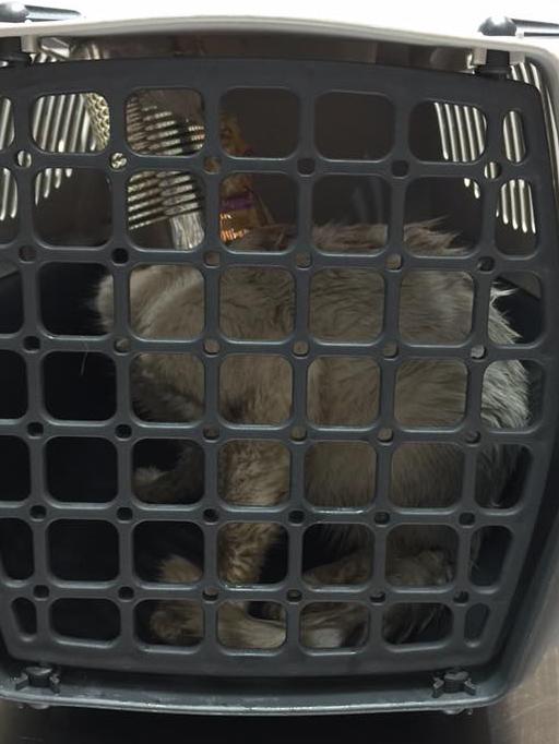 Monty was captured and taken to Moorebank Vet Hospital after days without food and water.