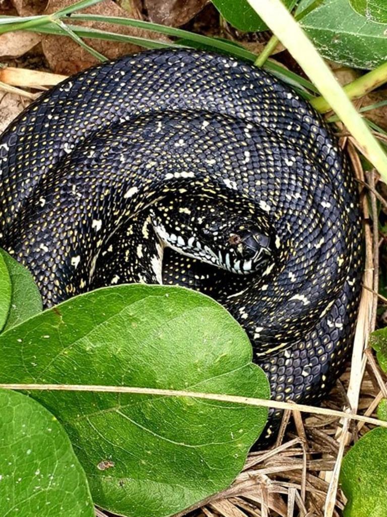 Gold Coast and Brisbane Snake Catcher Tony Harrison's best photos. Photo: Gold Coast and Brisbane Snake Catcher