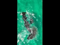 Squid releases ink to fight off hammerhead shark in WA