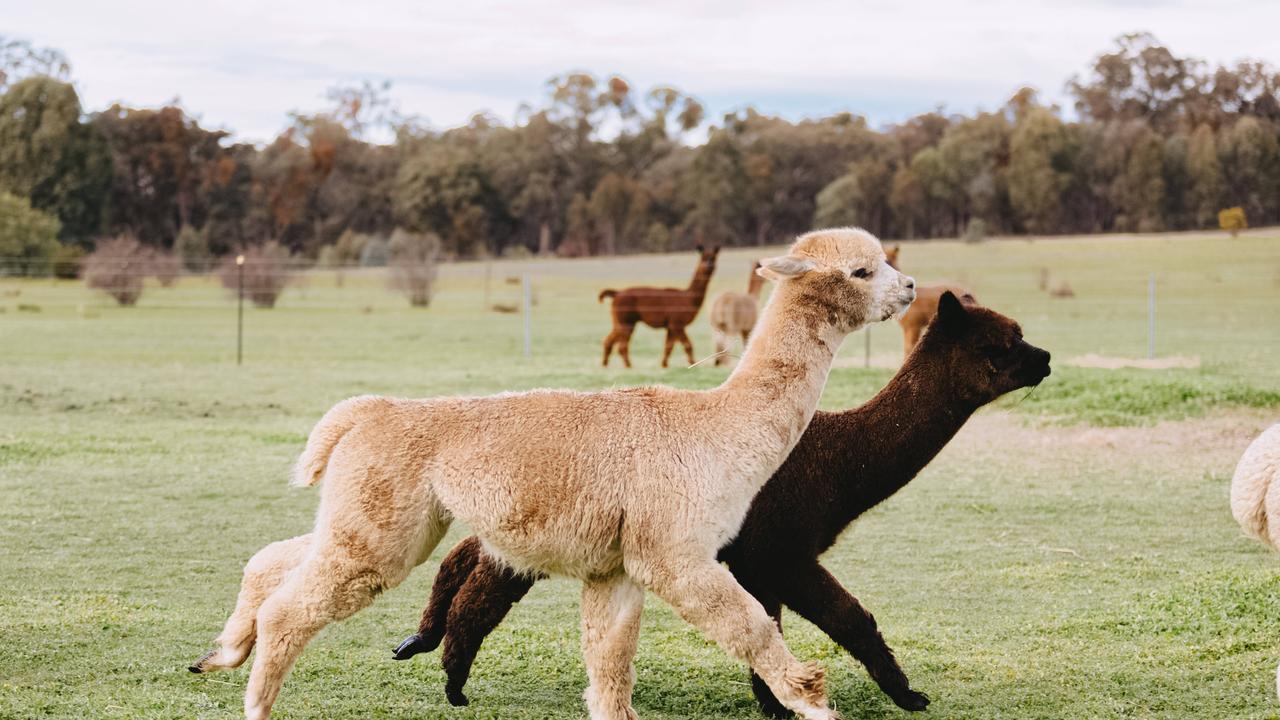 Photos: Blue Gum Rise alpaca farm at Redbank | The Weekly Times