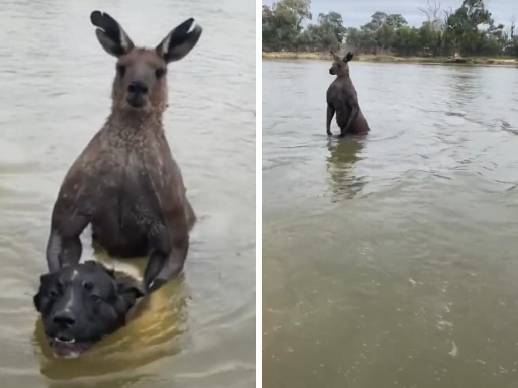 Man saves dog from kangaroo
