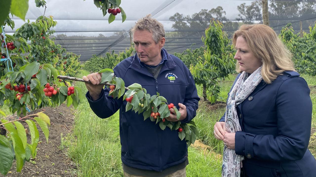 Sa Fruit Growers Wait Two Years For Hail Nets The Advertiser