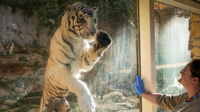 Pierre, Haifa Zoo’s white Bengal tiger, also faces the threat of Hezbollah strikes. Picture: Michael Giladi/The Times