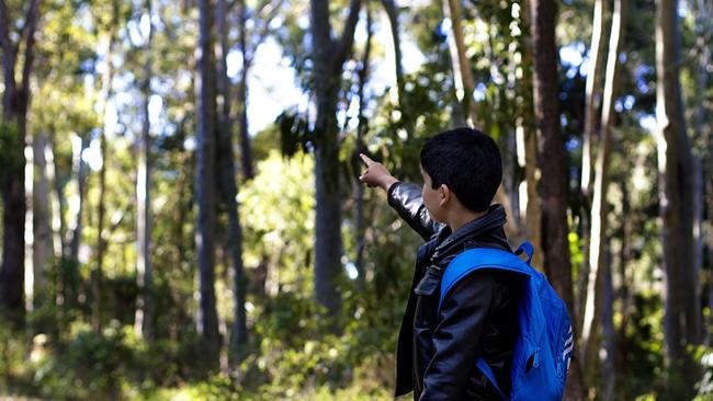 Cumberland State Forest at West Pennant Hills is under threat from all angles.