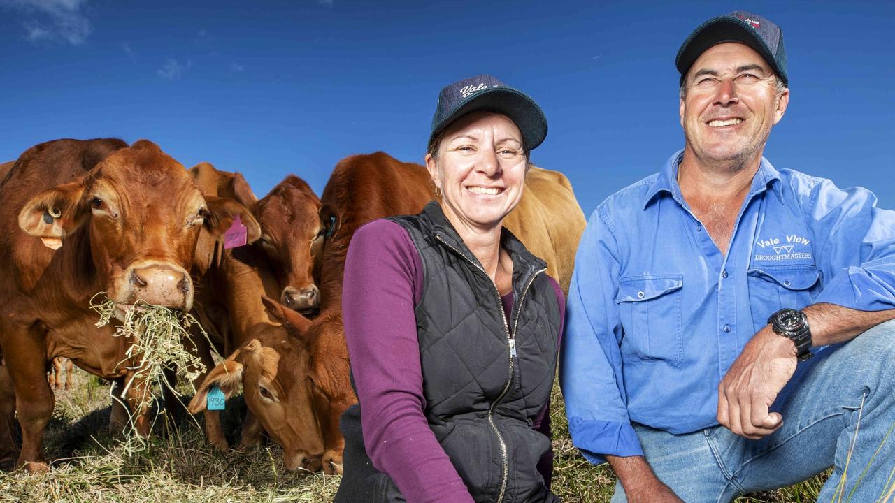 Cloned cows: QLD farmers invest in the future of beef cattle | The ...