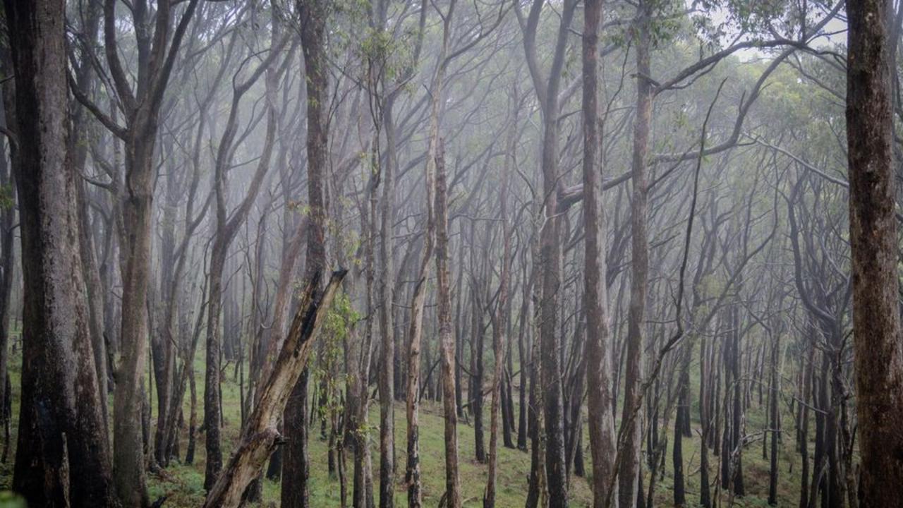 Adelaide Hills, Mount Lofty and Cleland Saturday morning Picture: Lachy Riley