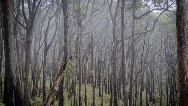 Adelaide Hills, Mount Lofty and Cleland Saturday morning Picture: Lachy Riley