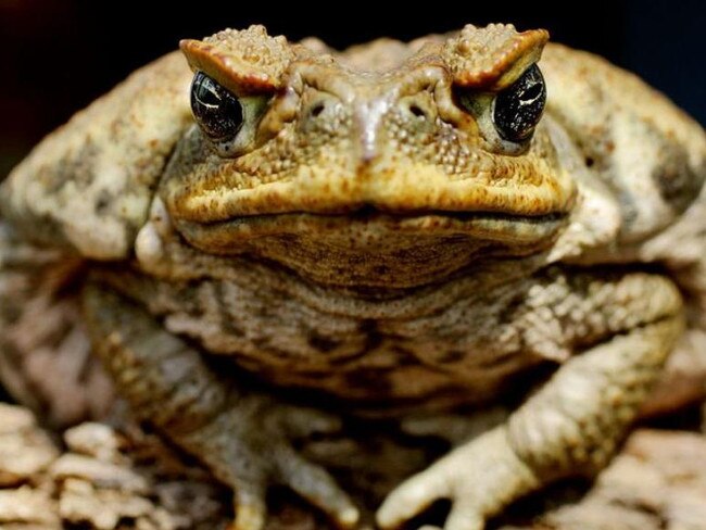 A cane toad close up