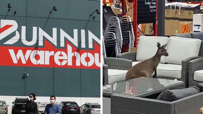 A kangaroo was spotted inside a WA Bunnings. Picture: Supplied