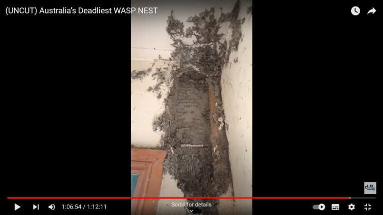 The nest was so huge it had eaten into the wall. Picture: YouTube/@DAPPestControl