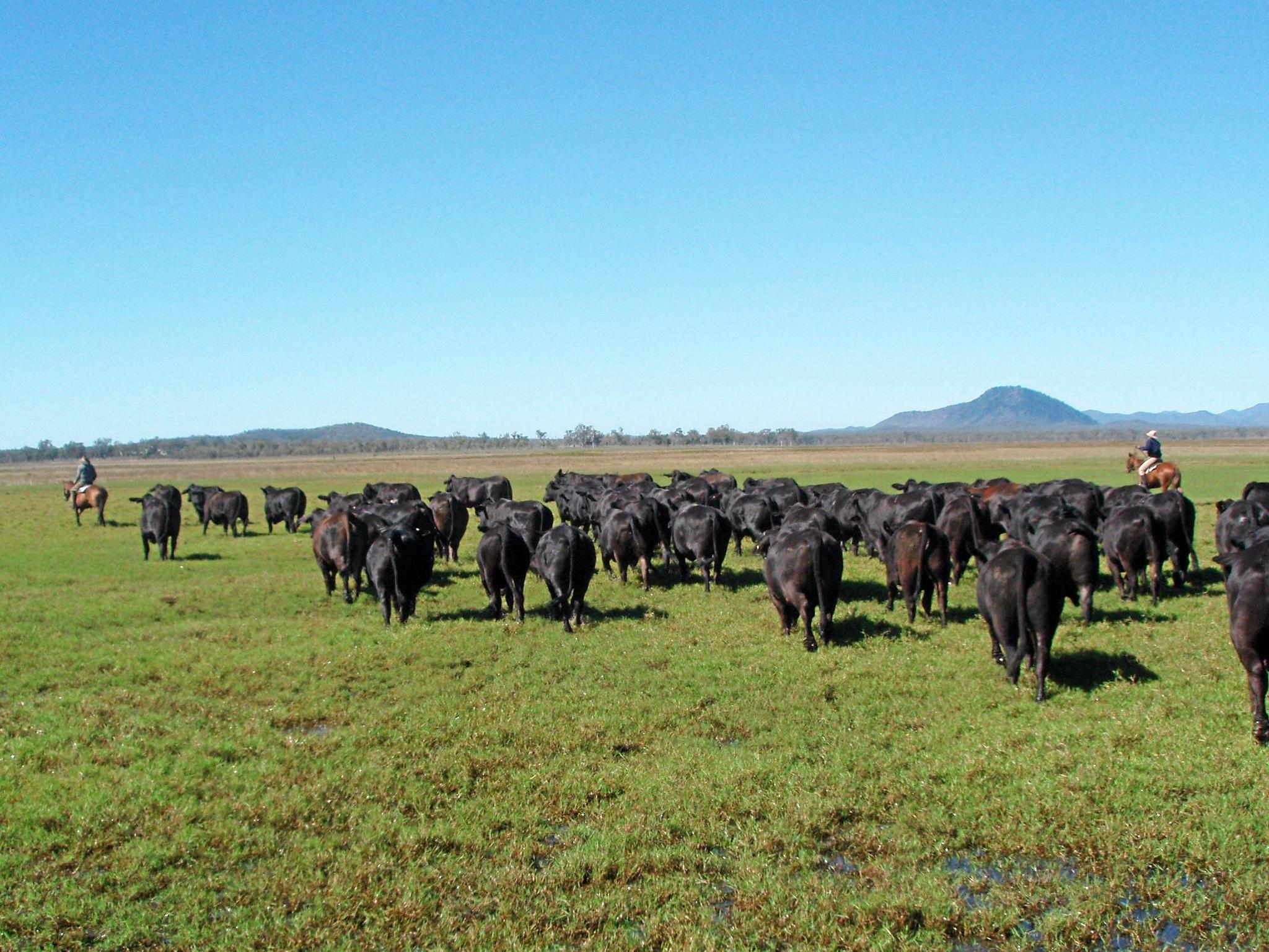 Moving the Brangus cattle to higher ground - which is the land the Defence Department is interested taking for the Shoalwater Bay expansion. Picture: contributed