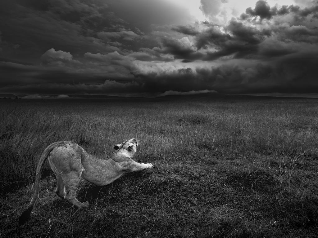 Photo by Joël Fischer / National Geographic Nature Photographer of the Year contest Étirement A lioness stretches into the immensity of Masai Mara, Kenya