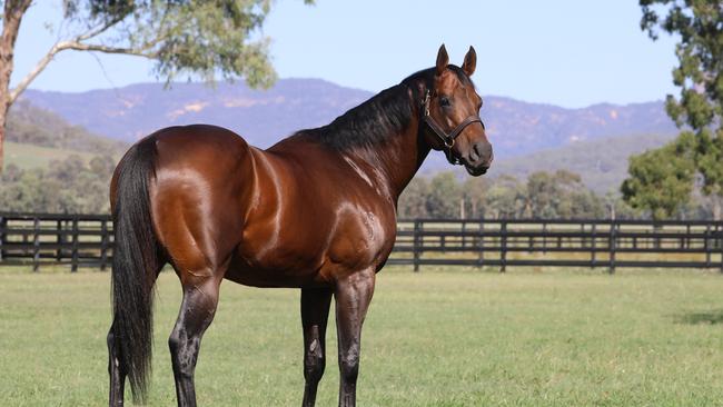 Zoustar is the world’s leading sire of winners this season after breaking the Australian record for most wins in a calendar year. Picture: Widden Stud