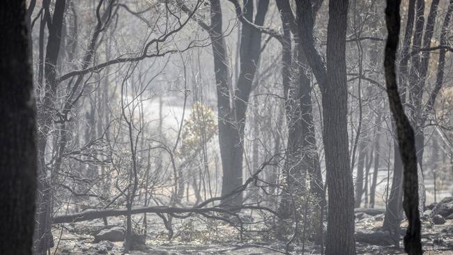 Strong bushfire seasons typically follow El Nino weather events. NCA NewsWire / Tony McDonough