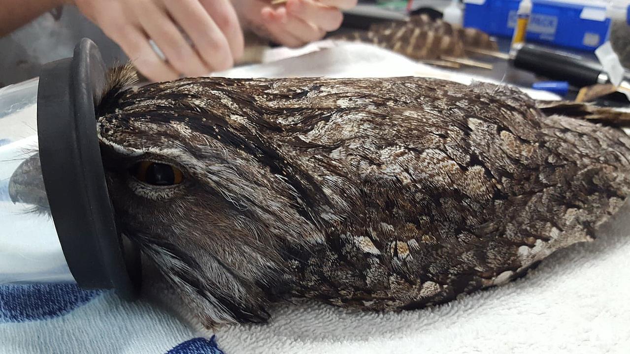 The tawny frogmouth that received a feather transplant after being found hanging by a wing from a barbed wire fence in Brisbane. Picture: AAP