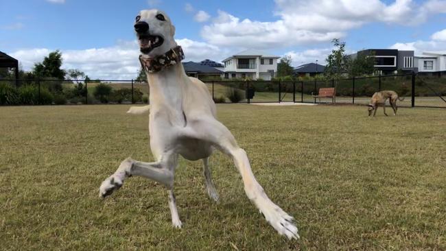 Xenia Park obviously has the paw of approval from Gracey. Picture: Amanda Robbemond