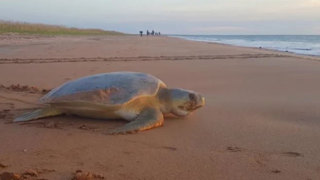 Seeing sea turtles in the wild is an unforgettable experience. Picture: Adrenaline