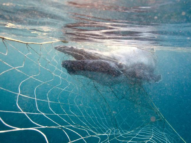 A baby humpback whale entangled in shark nets. Photograph: Nicole McLachlan/Humane Society International/Australian Marine Conservation Society