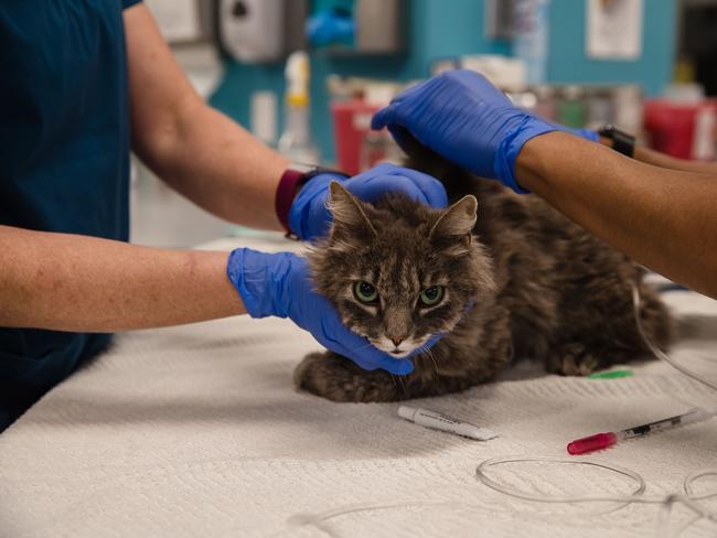 Two cats in New York have become the first pets in the US to test positive for the new coronavirus, officials said. Picture: AP