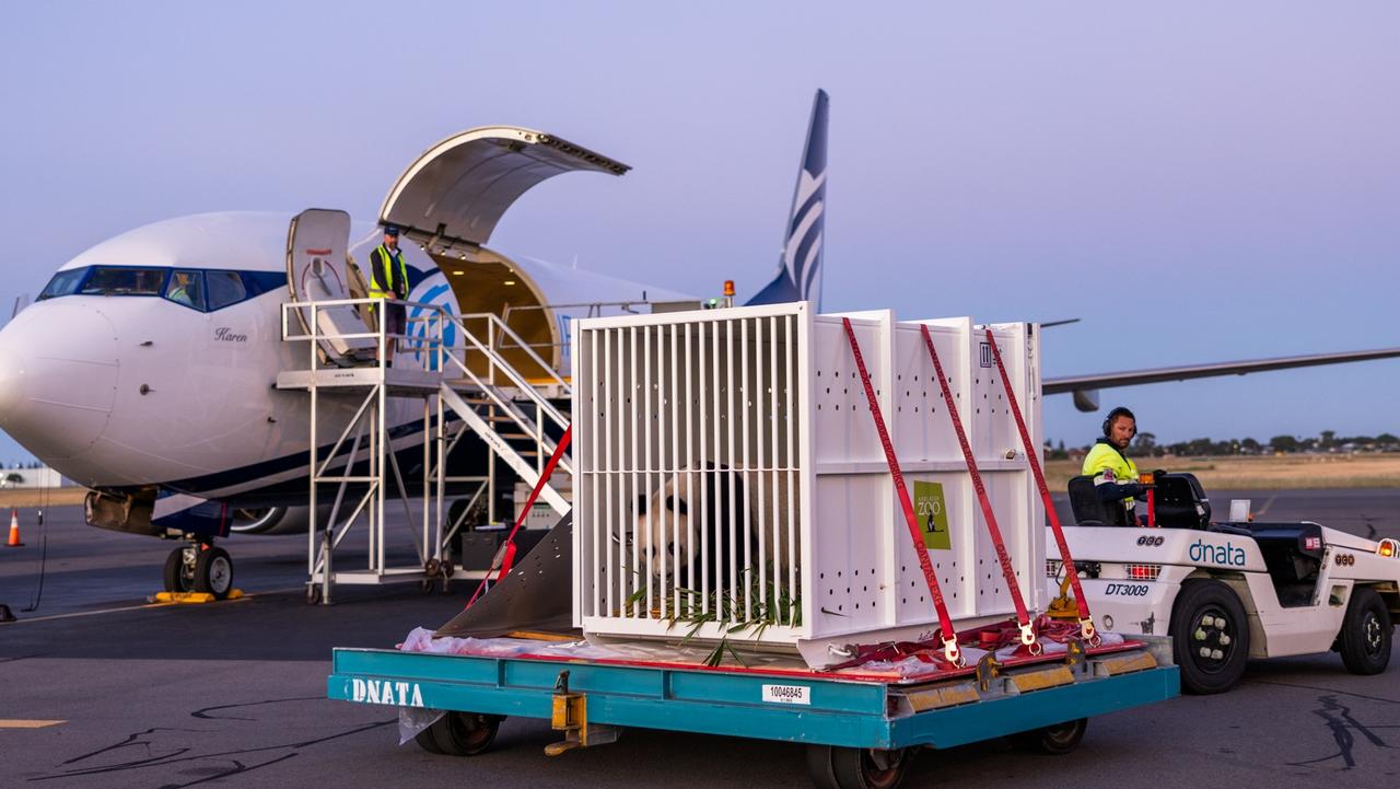 Adelaide Zoo officially waved goodbye to Giant Pandas Wang Wang and Fu Ni at Adelaide Airport in November. Picture: Zoos SA