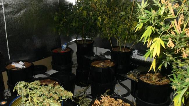 Police alleged DNA linked the man to two cannabis set-ups. Credit: NSW Police