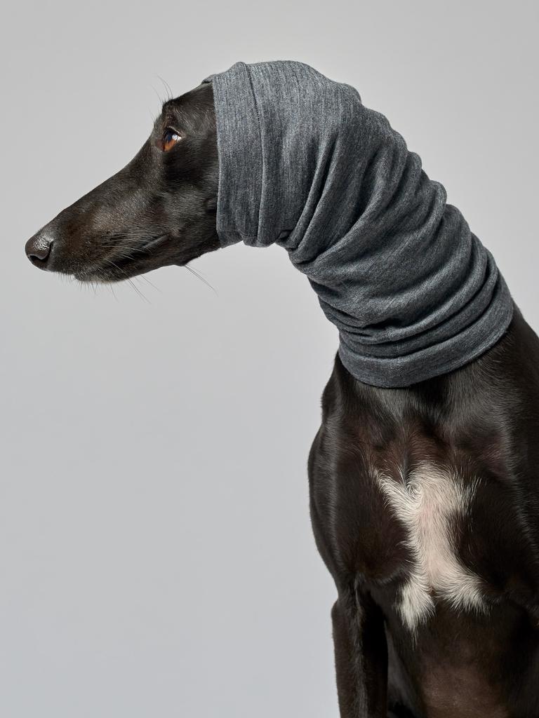 Snood Combination of scarf and hood now available for dogs Herald Sun