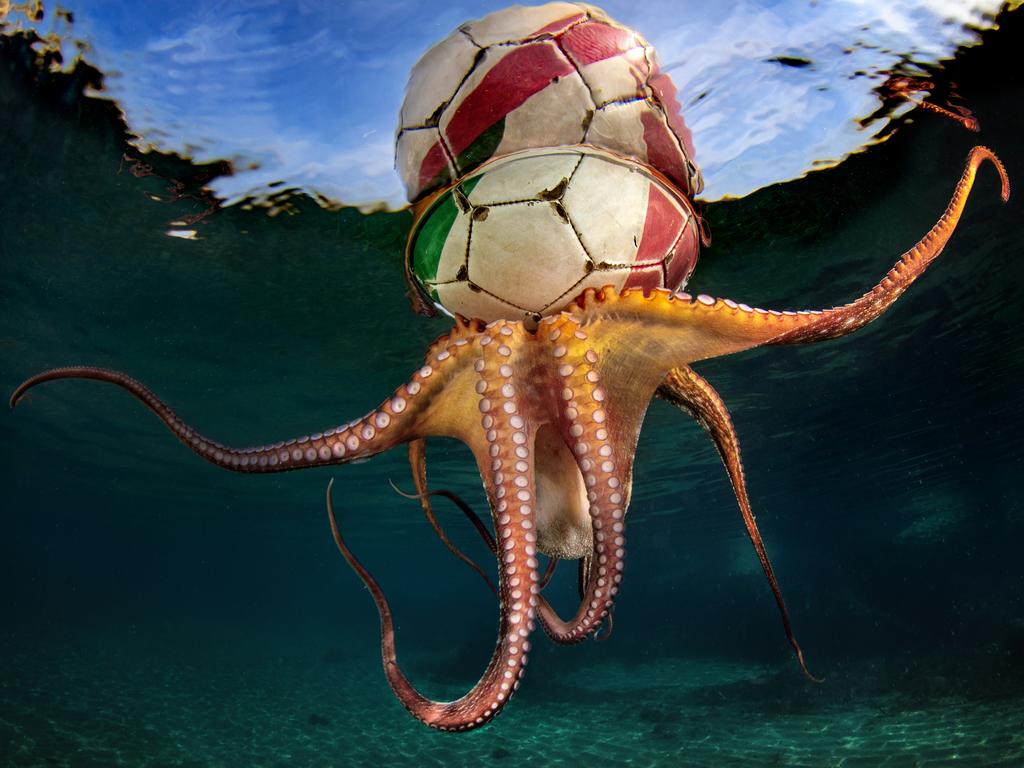 Octopus Training shows an octopus trapped inside a soccer ball. Picture: Pasquale Vassallo/Underwater Photographer of the Year 2020