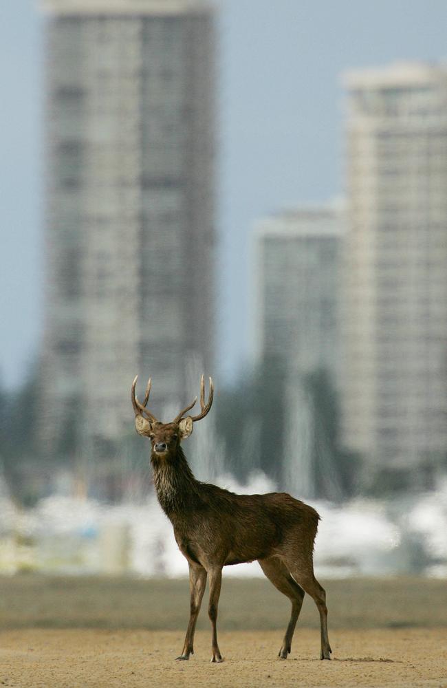 Trevor the deer on the sandbanks south of Wave Break Island in the Broadwater.