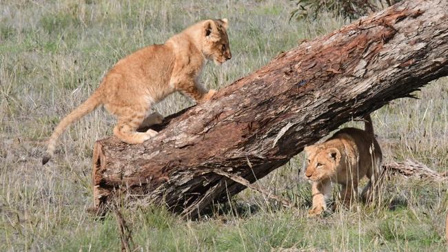 Monarto Safari Park’s four little lion cubs are ready to take their next steps. The fab four, consisting of one male and three females, have recently been given full access to the 11.5 hectare main exhibit. Picture: Geoff Brooks