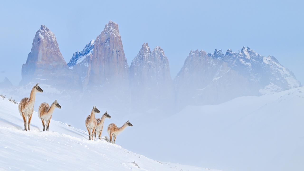Llamas survey the landscape during a chilly dawn at Torres del Paine in Chile’s Patagonia. Picture: Charles Janson