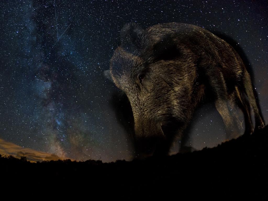 Photographer Bence Mate used a remote-controlled camera placed into a fish tank to capture this beautifully still image of a wild boar lit up by the Milky Way in Hungary. It won the night sky category. Picture: Bence Mate/Nature TTL