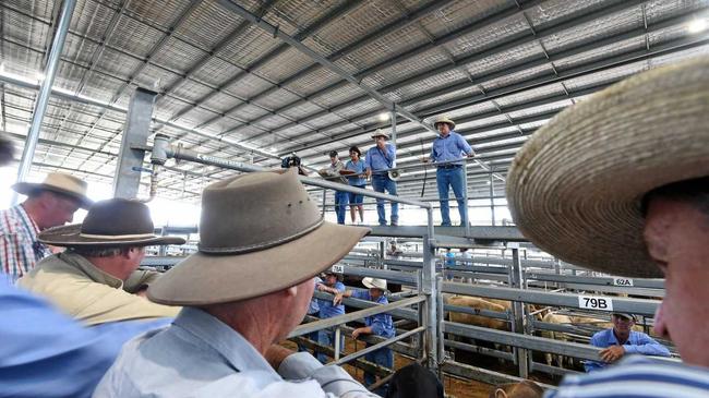 Upgrades to the Casino saleyards are on the agenda. Picture: Marc Stapelberg