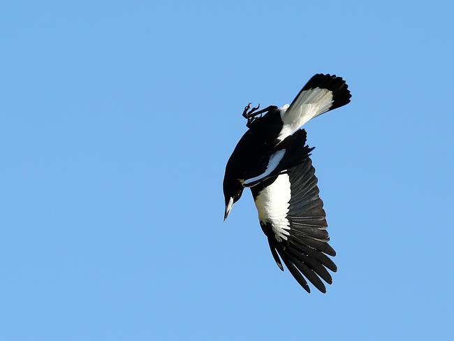 Watch out above! A swooping magpie prepares to attack. Picture: Mark Scott