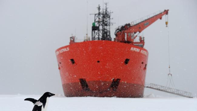 An Adelie penguin walk past the bow of the Australian Antarctic Divisions chartered icebreaker the Aurora Australis which is wedged in fast ice in Commonwealth Bay 10nm from Mawson's Hut in Antarctica, Friday, Jan. 13, 2012. (AAP Image/Dean Lewins)