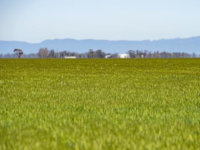 CROPS: Tess Healy - BarleyCan we please have a photo of Tess in a crop of barley? The story will be about how barley crops are travelling. Upcoming barley banquet.PICTURED: Generic Farm. Barley. Barley crop. Stock photo. Broad acre cropping.Picture: Zoe Phillips