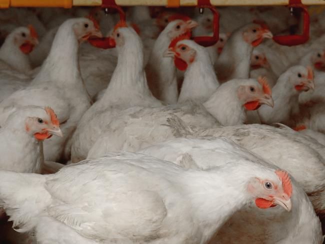 Inghams Enterprises poultry meat chickens. Supplied:  Australian Chicken Meat Federation