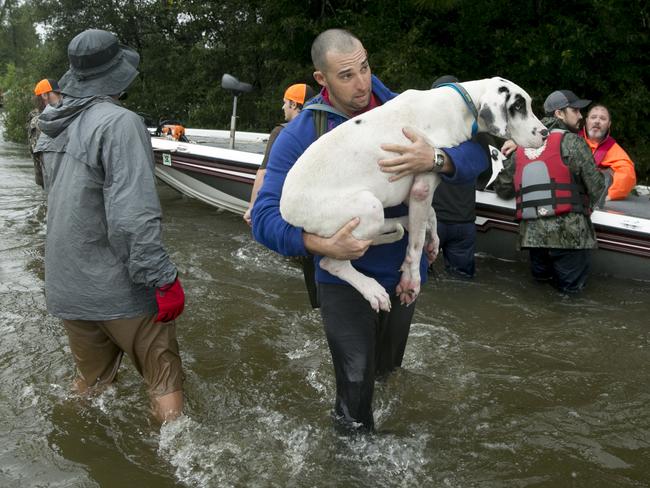 Josh Benoit carries his Great Dane, Lilly, out of the flood on Tram Road after being rescued by boat from his home in Beaumont, Texas, after Tropical Storm Harvey on Wednesday Aug. 30, 2017. Picture: AP