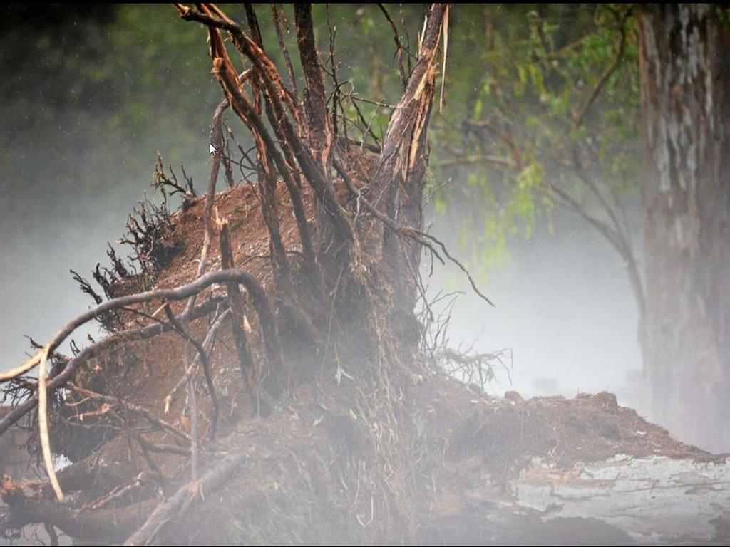 An uprooted tree in Lawson Rd, Gympie. Picture: Renee Albrecht