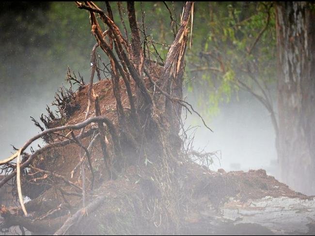 An uprooted tree in Lawson Rd, Gympie. Picture: Renee Albrecht