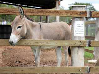 Josie the donkey at Caboolture Historical Village on Australia Day.Photo Jorge Branco / Caboolture News. Picture: Jorge Branco