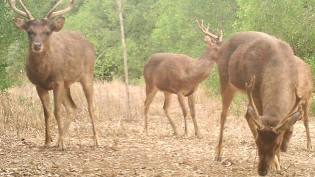 Feral deer numbers are exploding in the Gold Coast hinterland.
