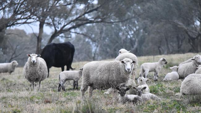 Sheep on Sam Johnson’s Boxgum Grazing property at Young, NSW