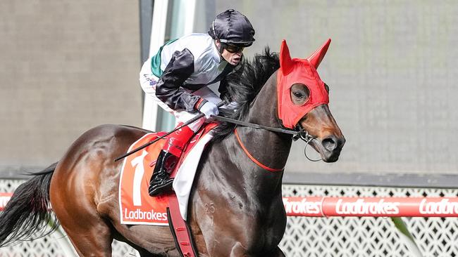 Mr Brightside (NZ) on the way to the barriers prior to the running of the Ladbrokes Feehan Stakes at Moonee Valley Racecourse on September 27, 2024 in Moonee Ponds, Australia. (Photo by George Salpigtidis/Racing Photos via Getty Images)