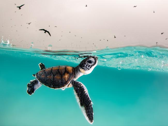 On Heron Island off Queensland, a green sea turtle hatchling surfaces amid a storm, dodging predators from above and below in a dramatic fight for survival. Only 1 in 1000 of these hatchlings will survive. Picture: Hannah Le Leu/Vital Impacts