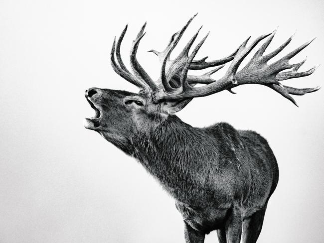 American photographer Kaleb White travelled to New Zealand’s North Island to document the annual breeding season of red deer. White was commissioned to record the essence of stag (males) behaviour during the peak roar. “Stags are most vocal and have a very distinct roar sound when attracting hinds (females), White says. “Stags establish dominance during the roar by not only vocalising their superiority but also displaying forms of mature postures and often fighting with competing stags to mate with hinds.